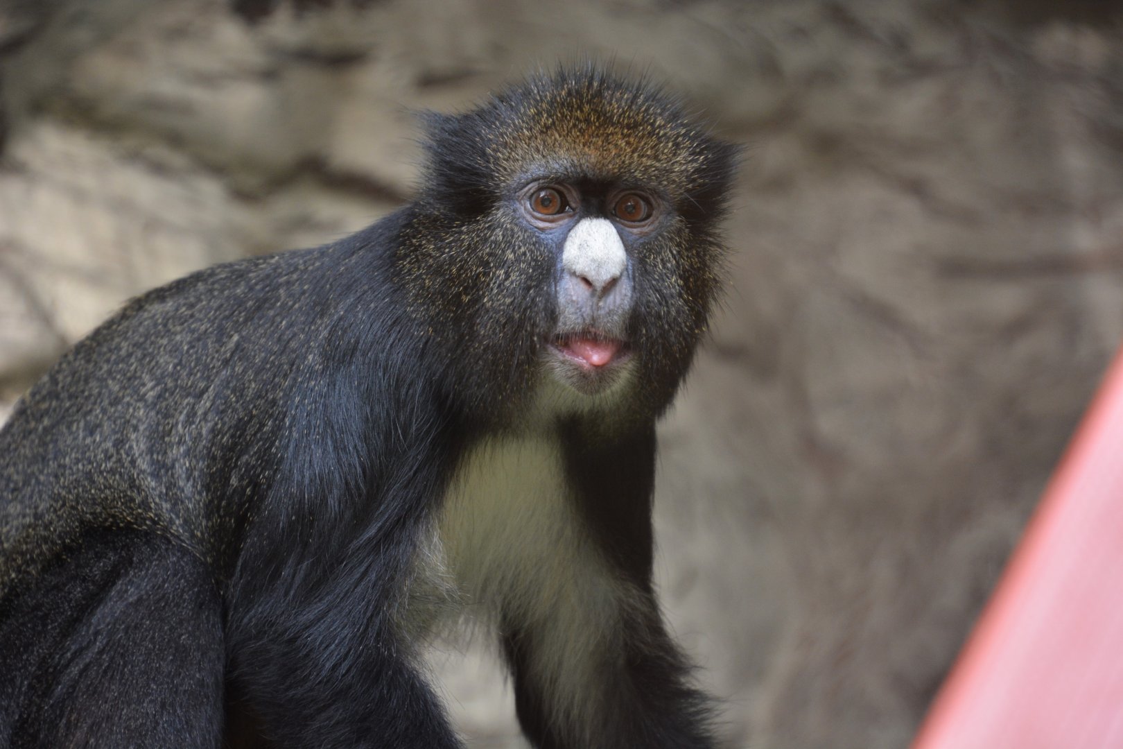 Martin's putty-nosed guenon (Cercopithecus nictitans martini)