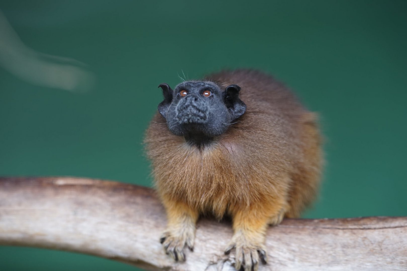Martin's Tamarin