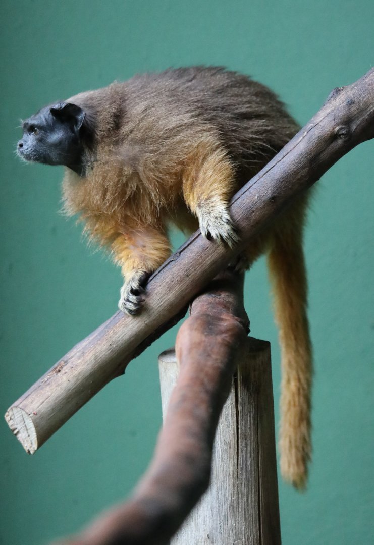 Martins's tamarin (Saguinus martinsi)