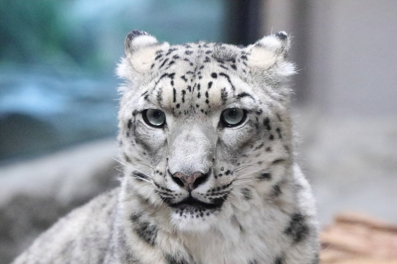 Maruyama Zoo Snow Leopard Sizim