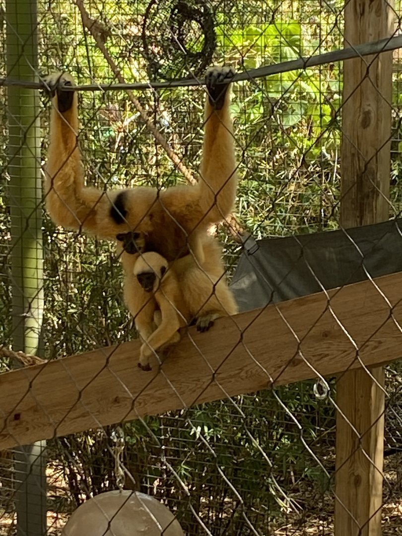 Marv the Baby Gibbon