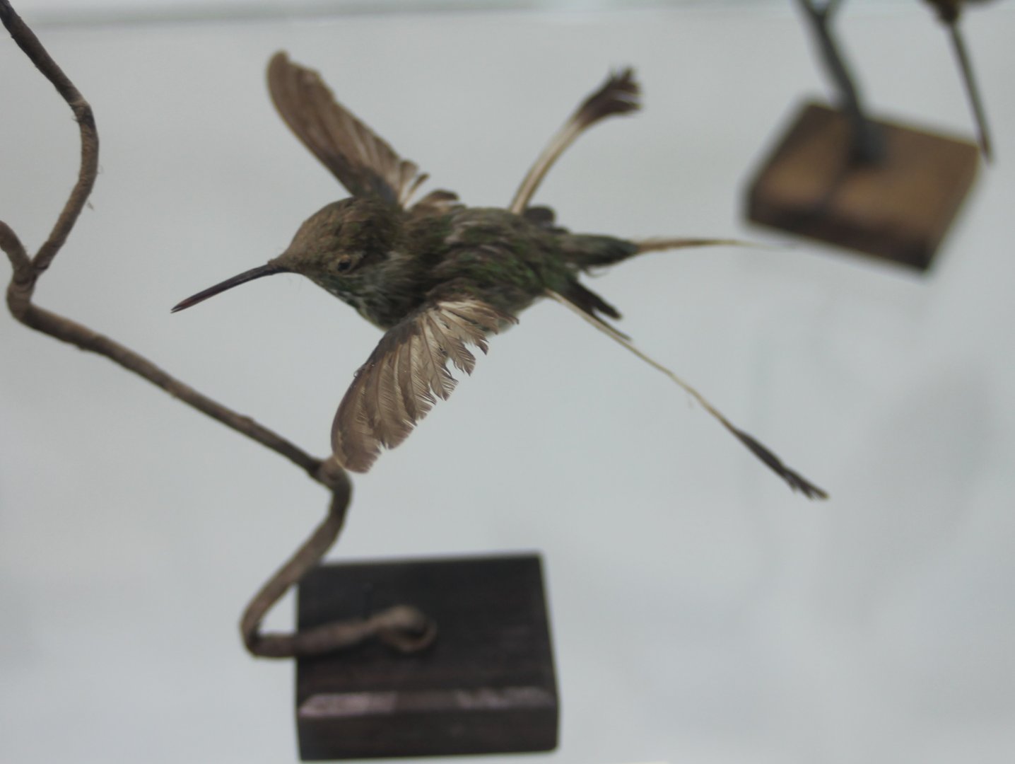 Marvelous spatuletail - Loddigesia mirabilis