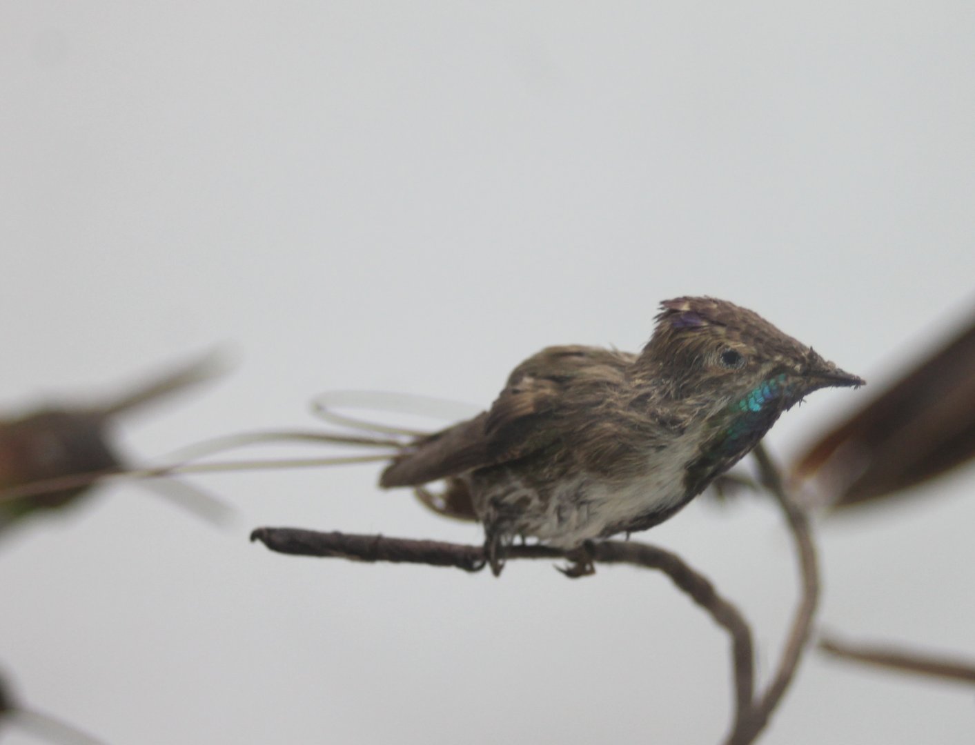 Marvelous spatuletail - Loddigesia mirabilis