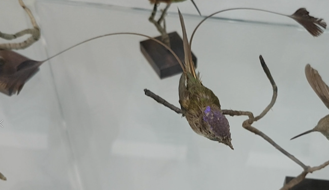 Marvelous spatuletail - Loddigesia mirabilis