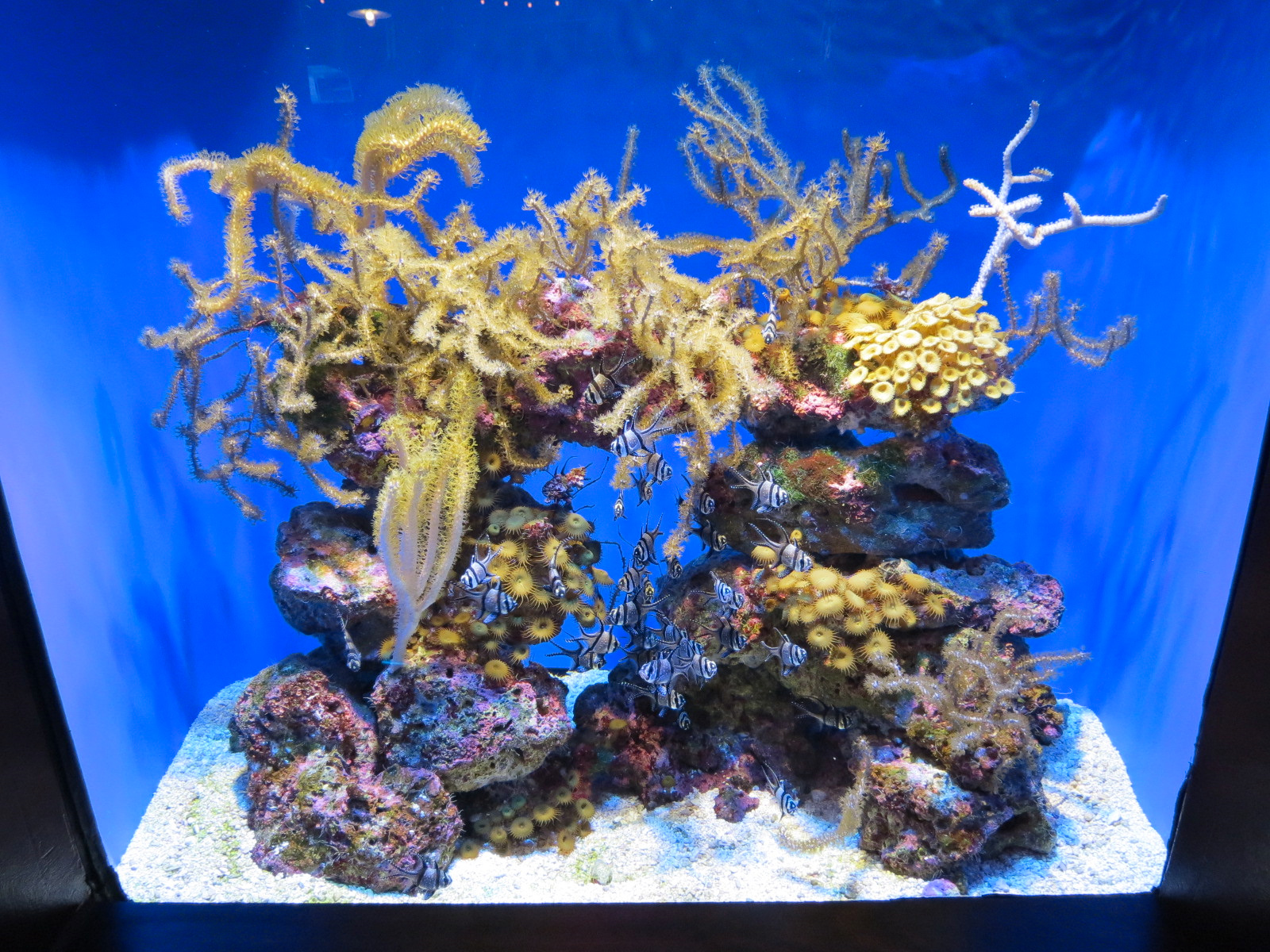 Marvels & Mysteries - Banggai Cardinalfish Exhibit