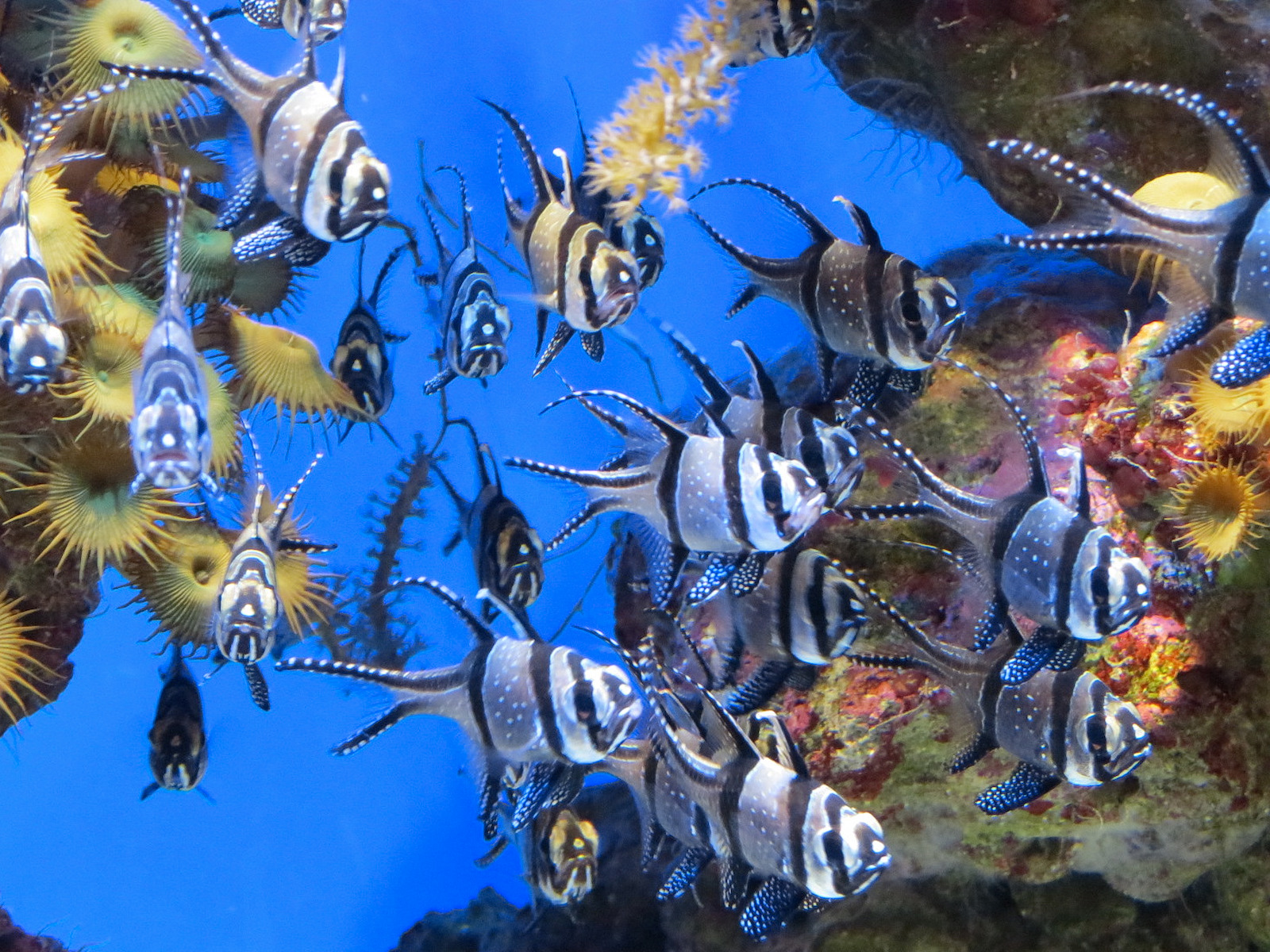 Marvels & Mysteries - Banggai Cardinalfish Exhibit