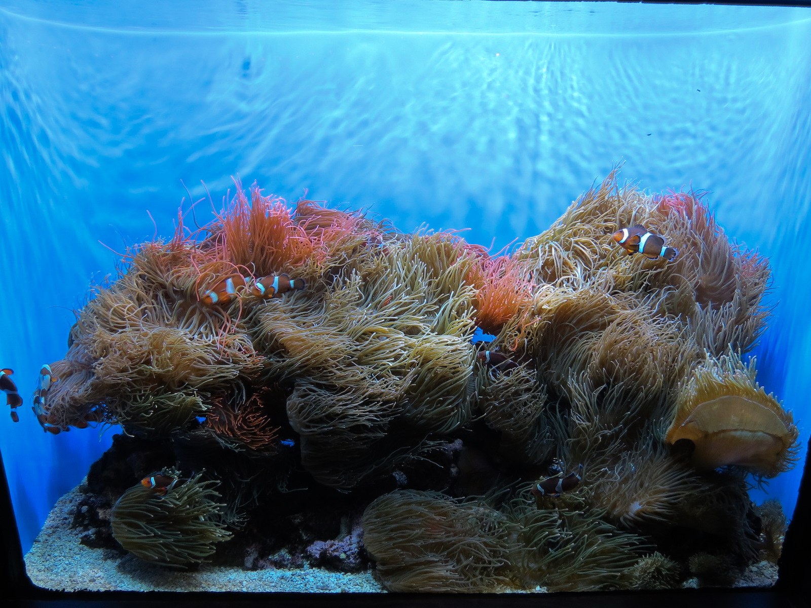 Marvels & Mysteries - Clown Anemonefish and Rose Bubble-tip Anemone Exhibit