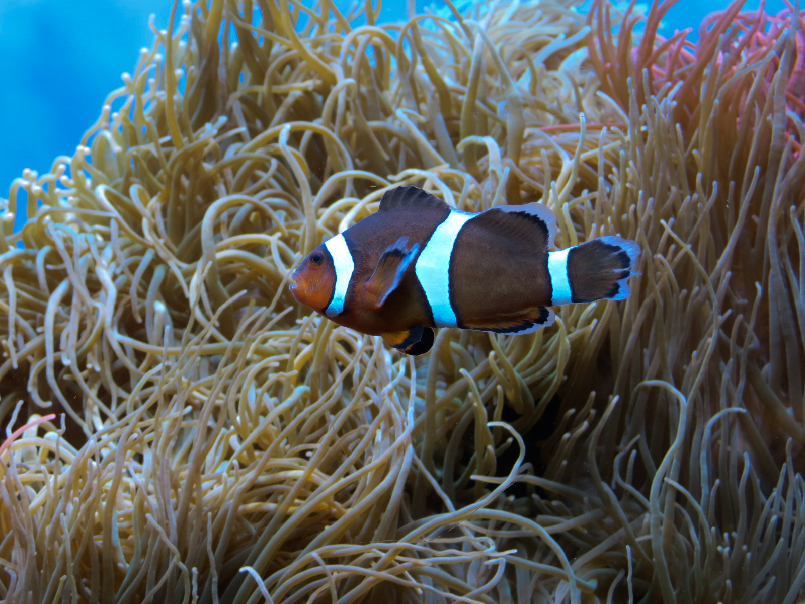 Marvels & Mysteries - Clown Anemonefish and Rose Bubble-tip Anemone Exhibit