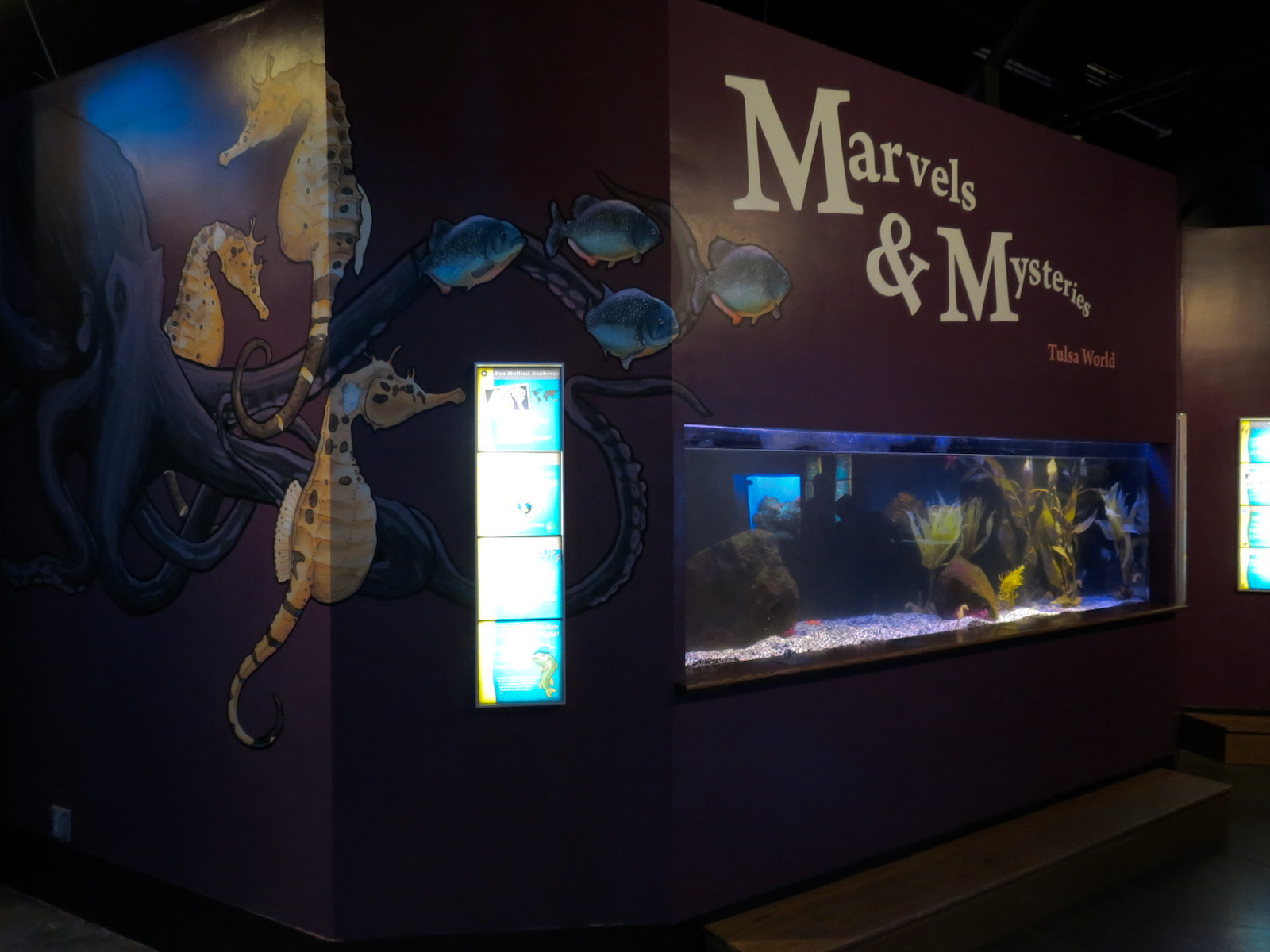 Marvels & Mysteries - Pot-bellied Seahorse Exhibit