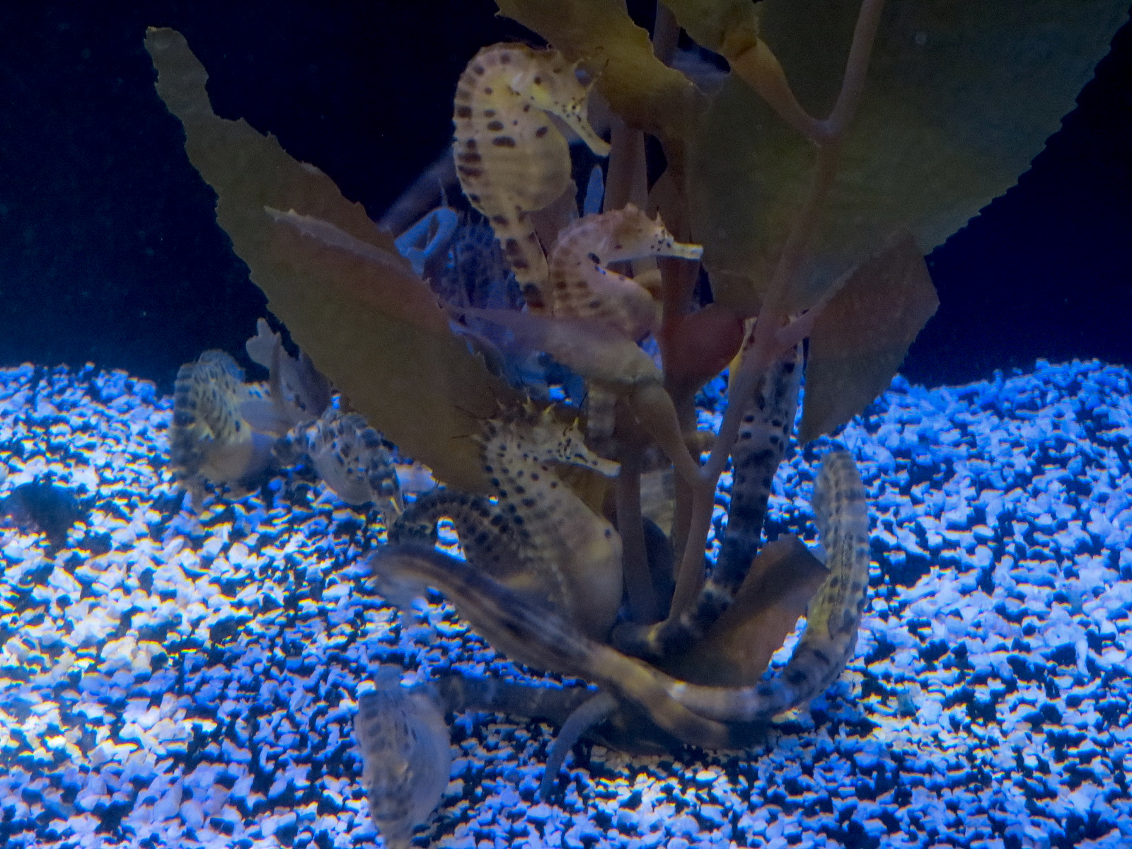 Marvels & Mysteries - Pot-bellied Seahorse Exhibit