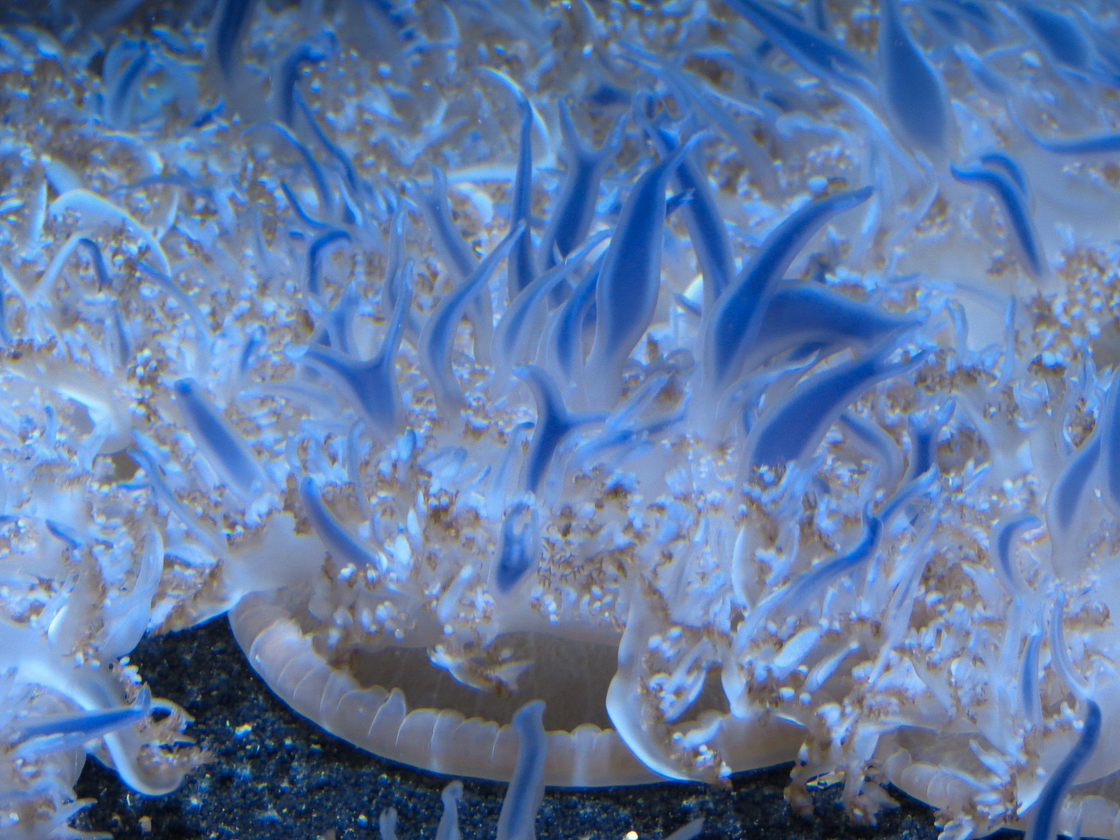 Marvels & Mysteries - Upsidedown Jelly Exhibit