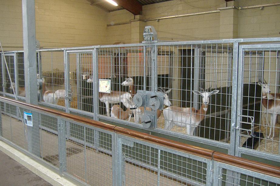Marwell Dama Gazelle stalls