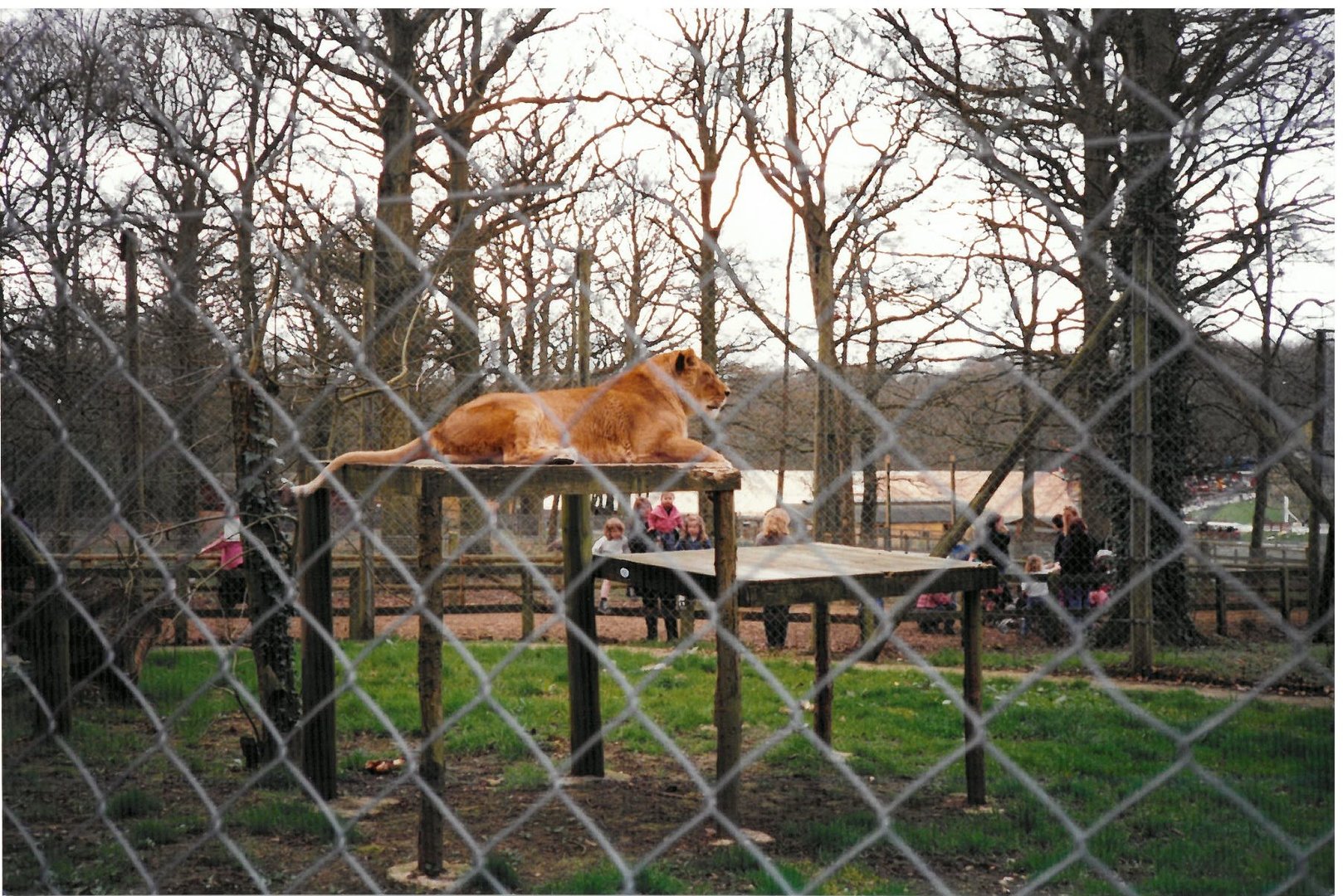 Marwell Lions - scanned photo 1990's