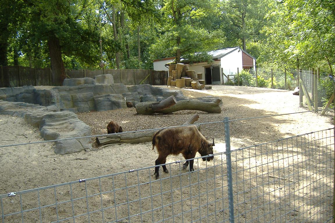 Marwell Takin enclosure