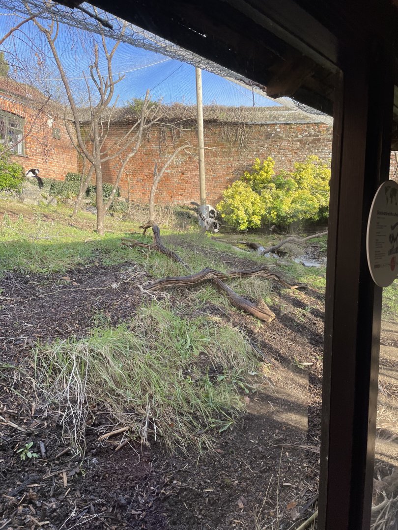 Marwell Zoo January 2023 - Black And White Ruffed Lemur enclosure