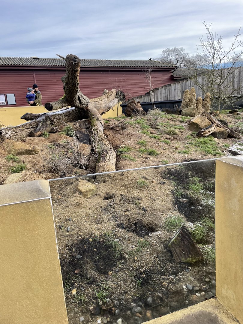 Marwell Zoo January 2023 - Meerkat enclosure