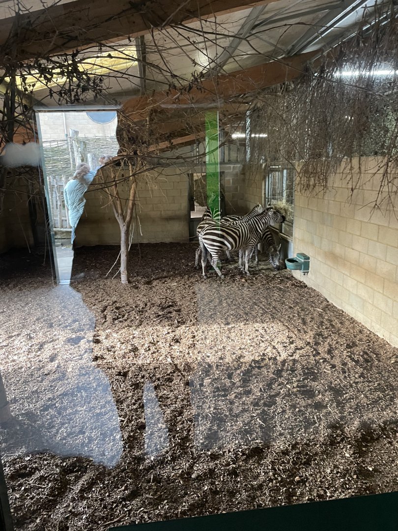 Marwell Zoo January 2023 - Plains Zebra's in Heart Of Africa