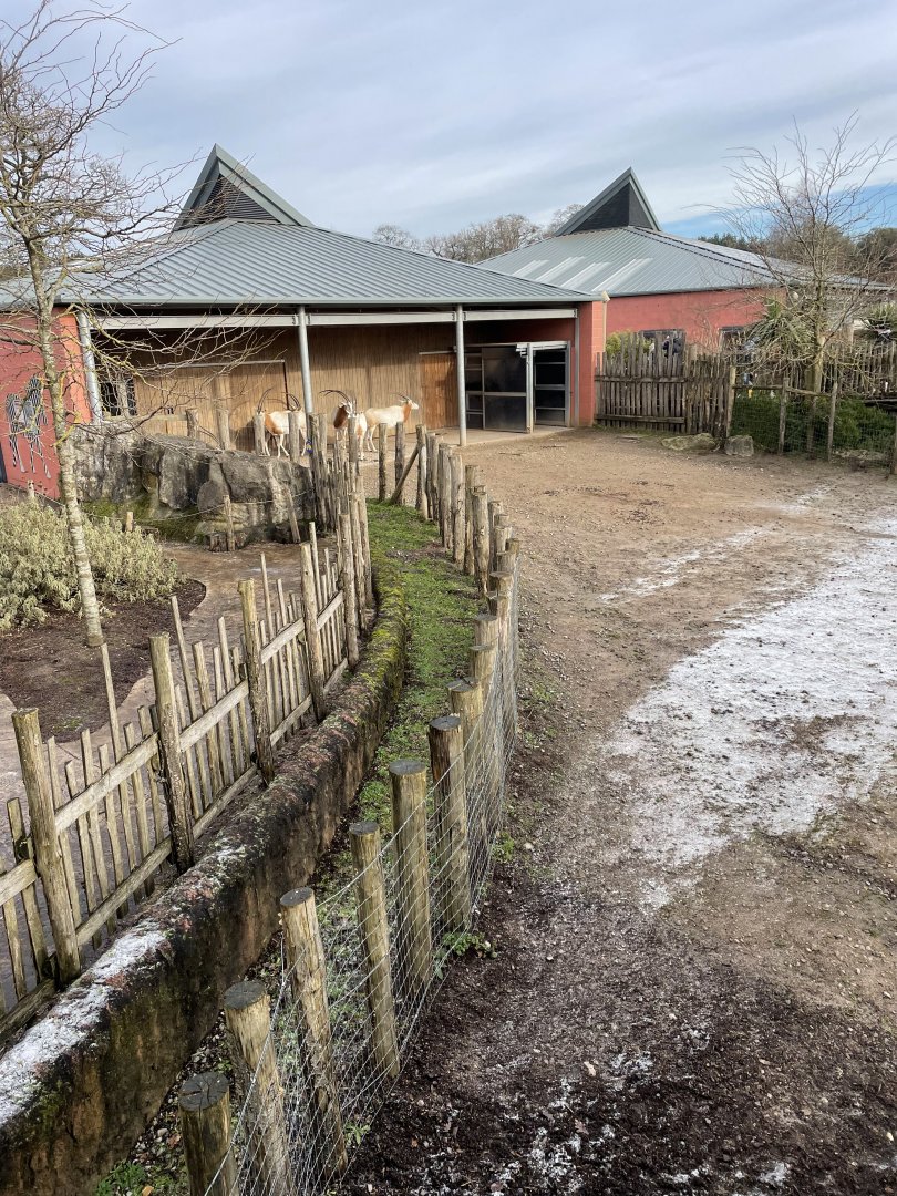Marwell Zoo January 2023 - Scimitar Horned Oryx yard