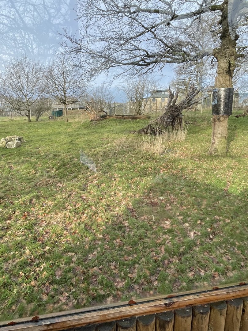 Marwell Zoo January 2023 - Serval enclosure