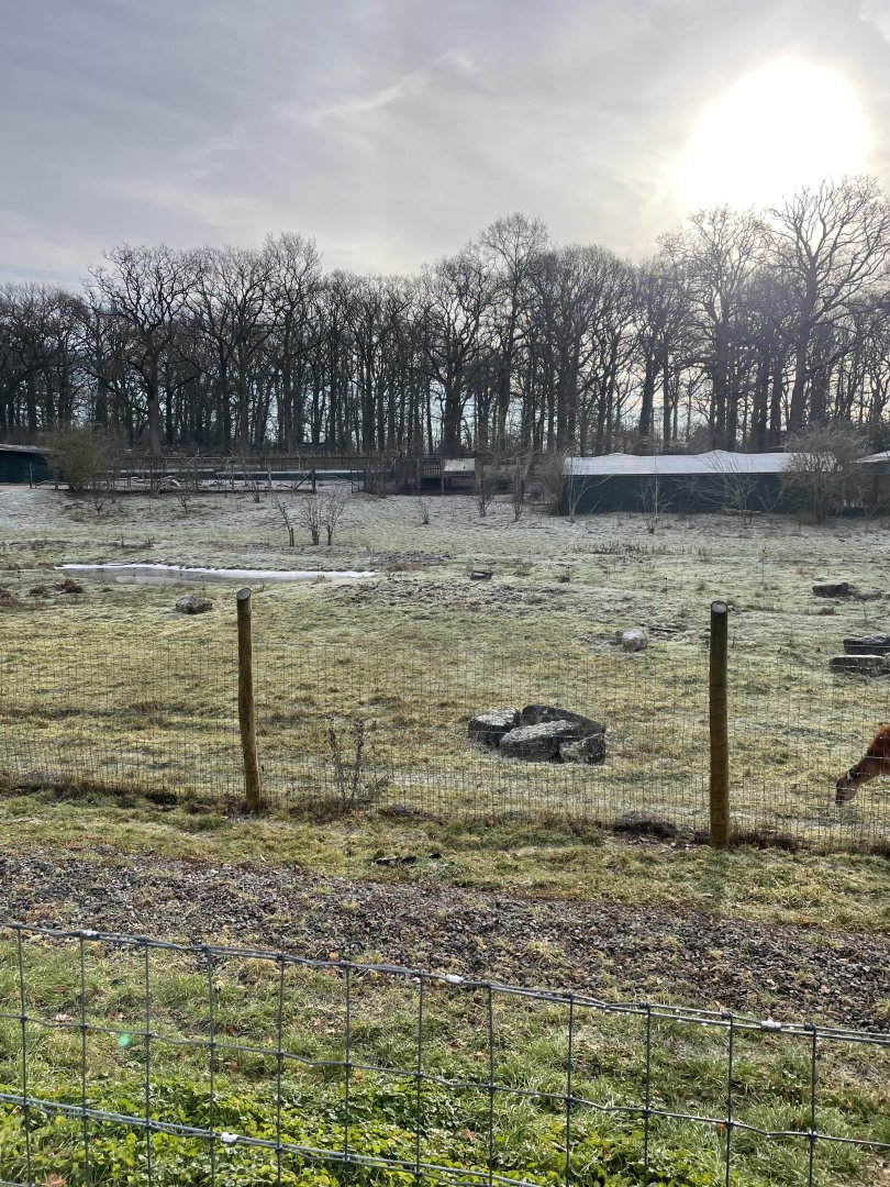 Marwell Zoo January 2023 - Sitatunga and Red River Hog enclosure