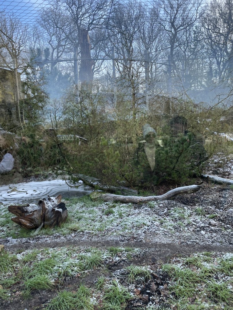 Marwell Zoo January 2023 - Snow Leopard enclosure