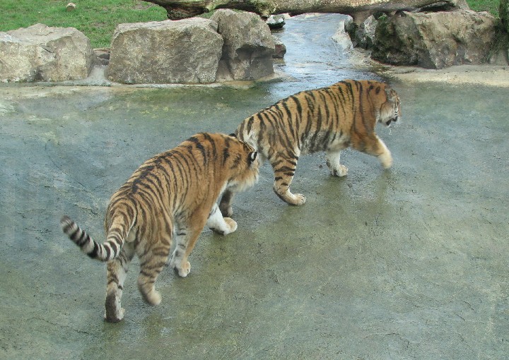 Marwell Zoo March 2007