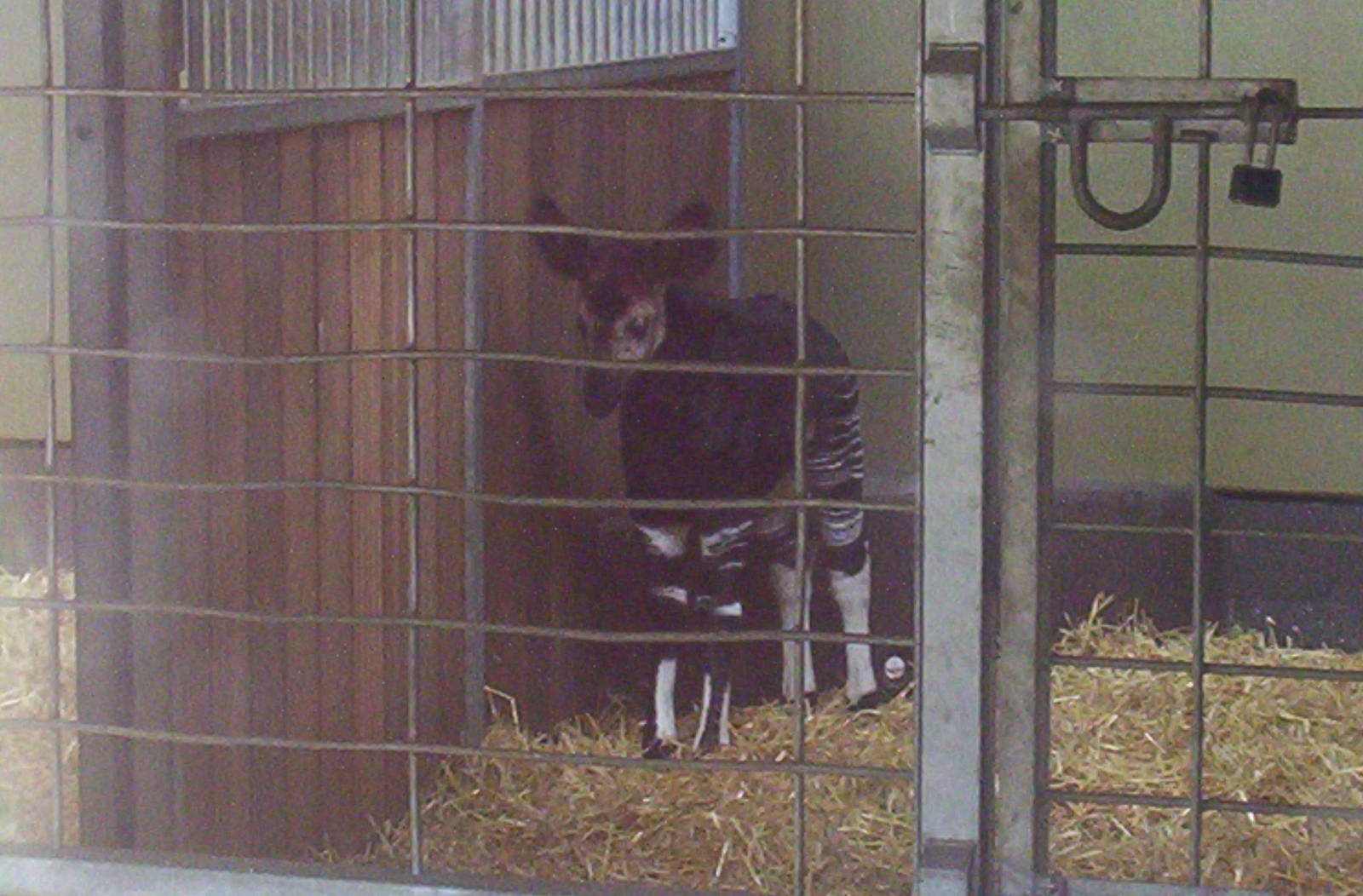 Marwell's new baby Okapi