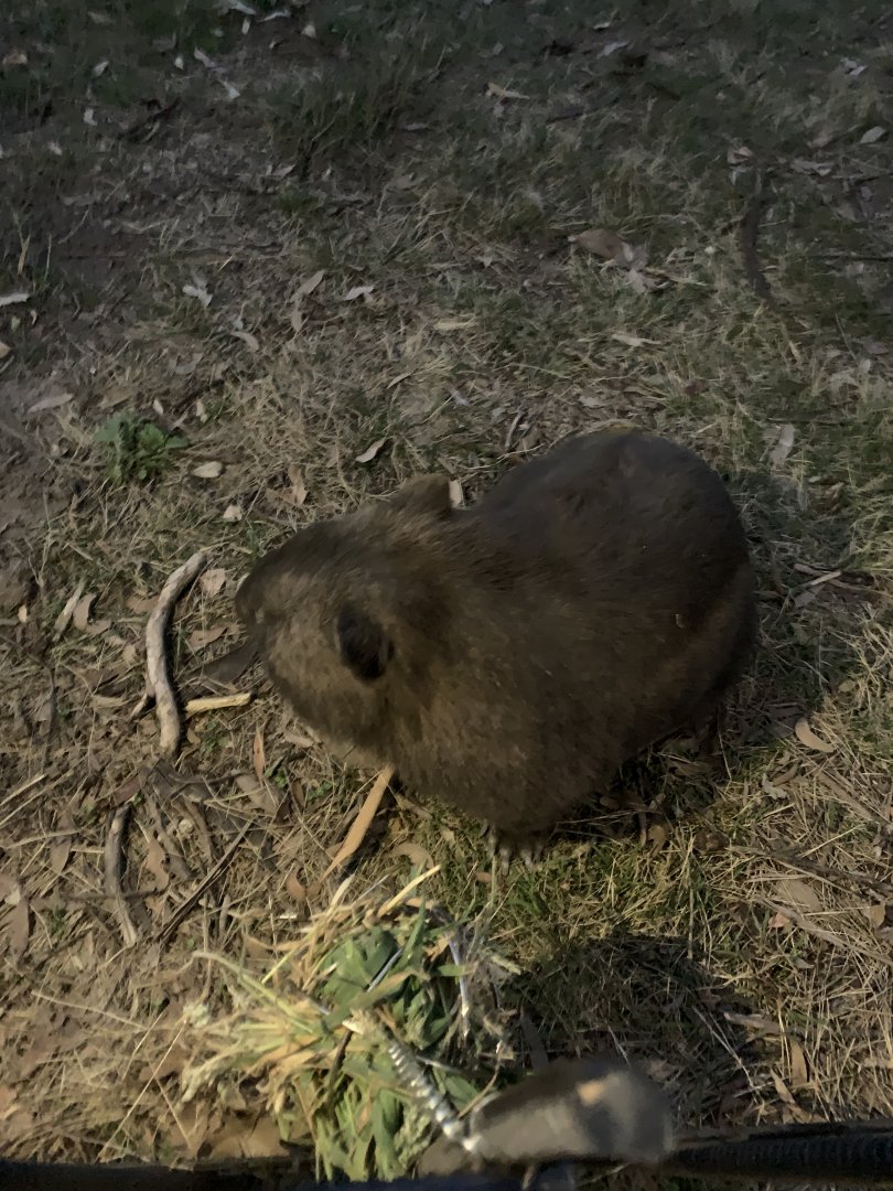 ‘Mary’ Common Wombat