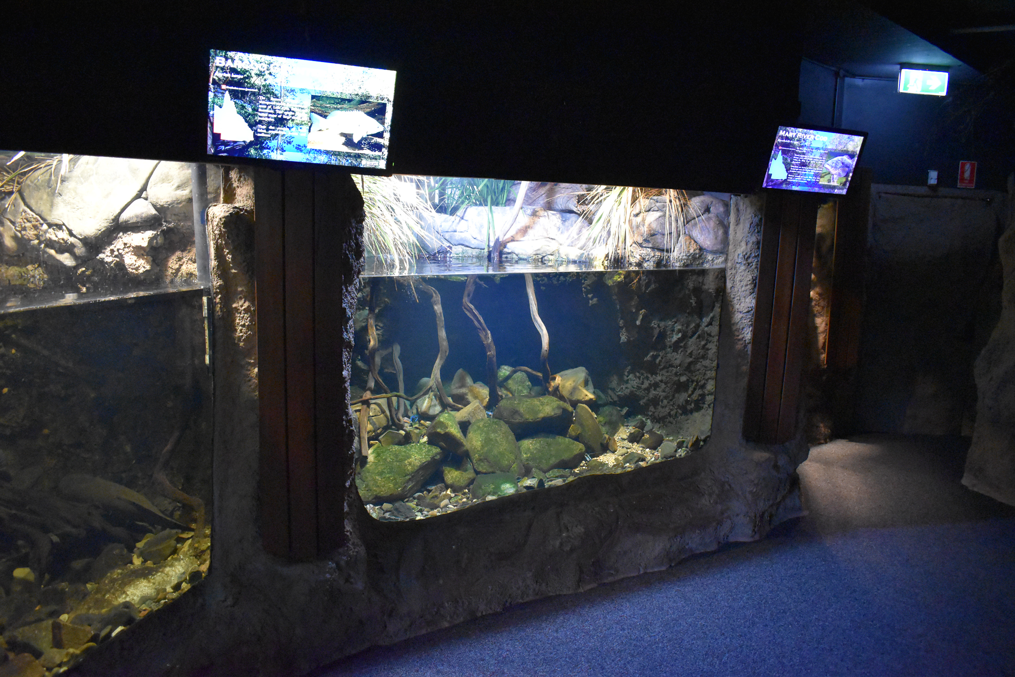 Mary River Cod Tank