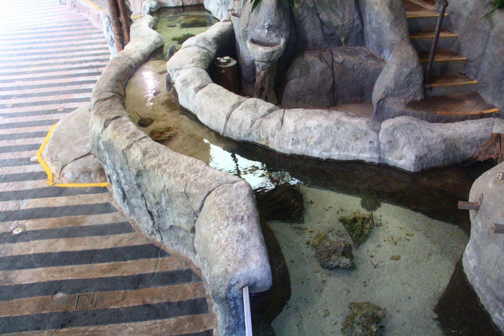 Mary River - Mangrove Horseshoe Crab pool