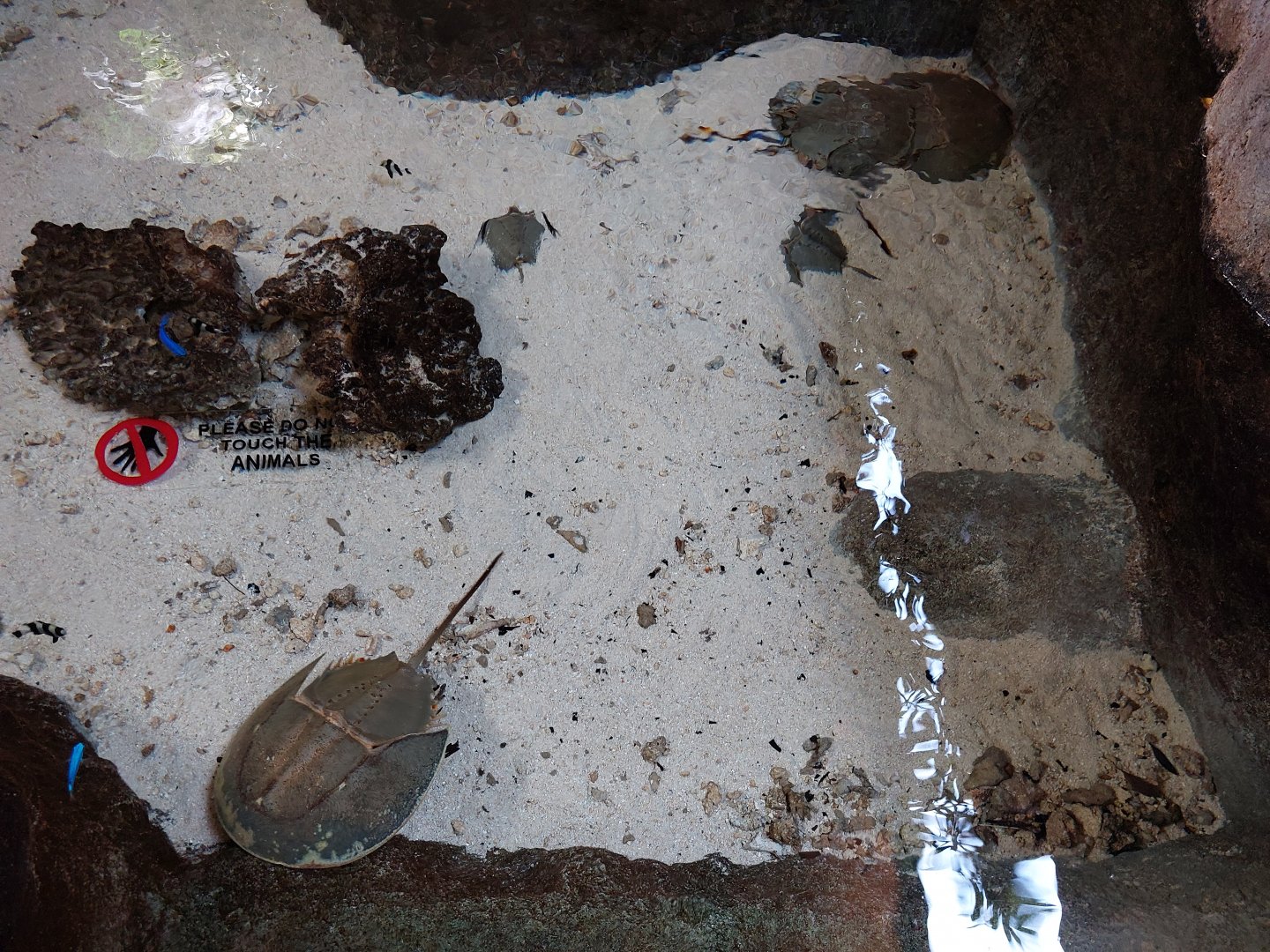 Mary River - Mangrove horseshoe crabs & some damselfish