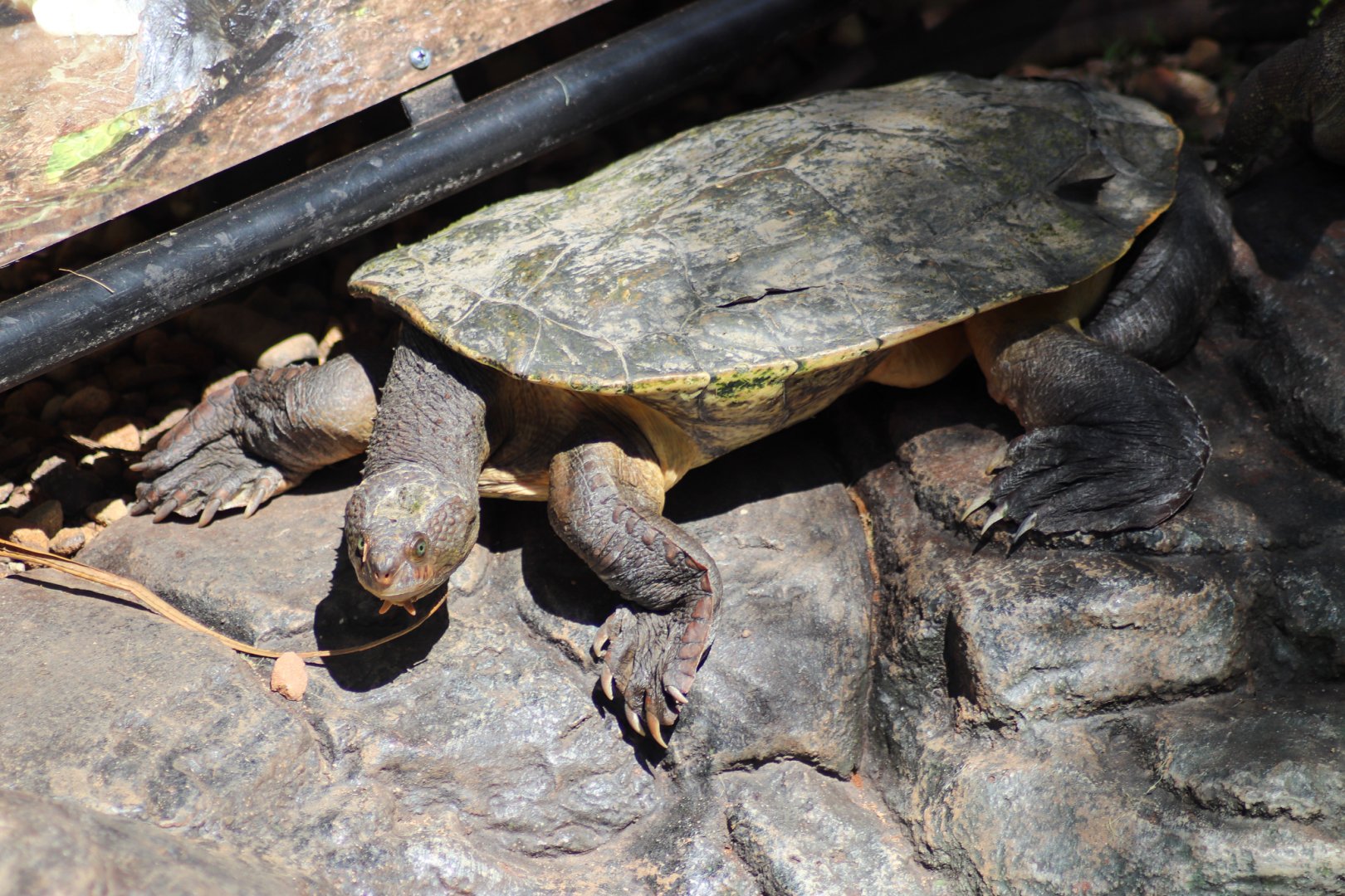 Mary River Turtle (Elusor macrurus)