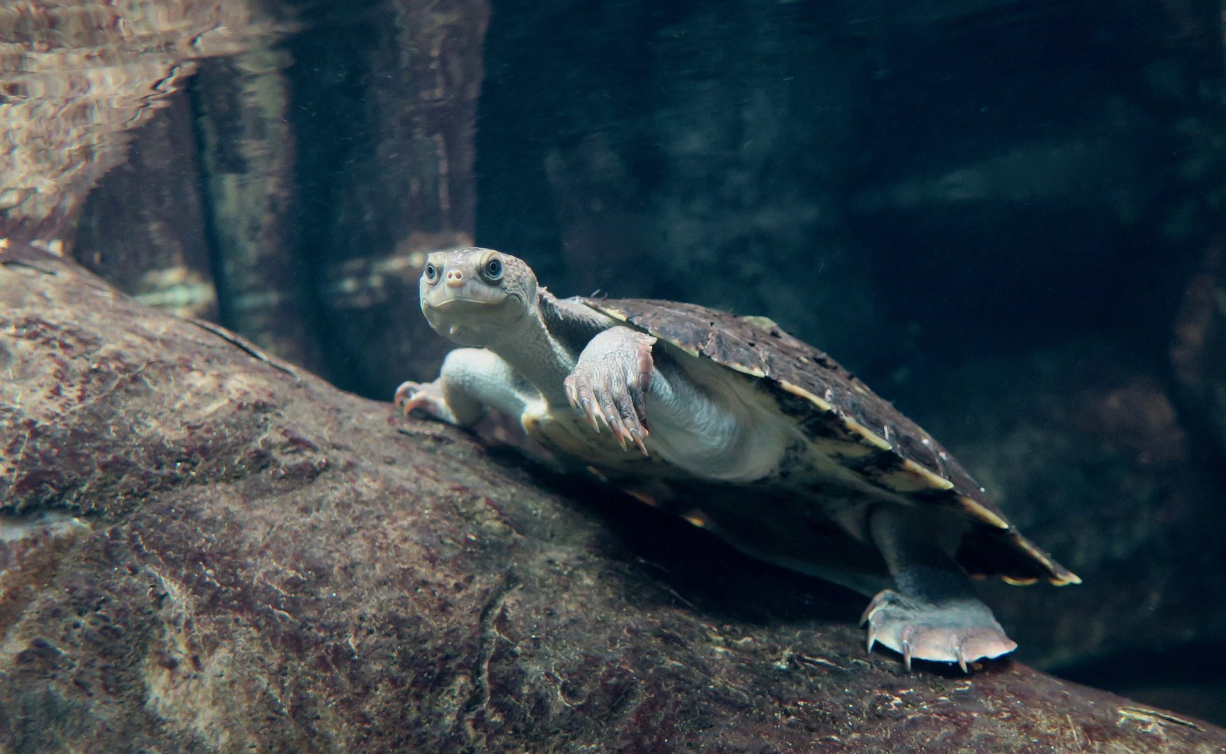Mary River Turtle (Elusor macrurus)