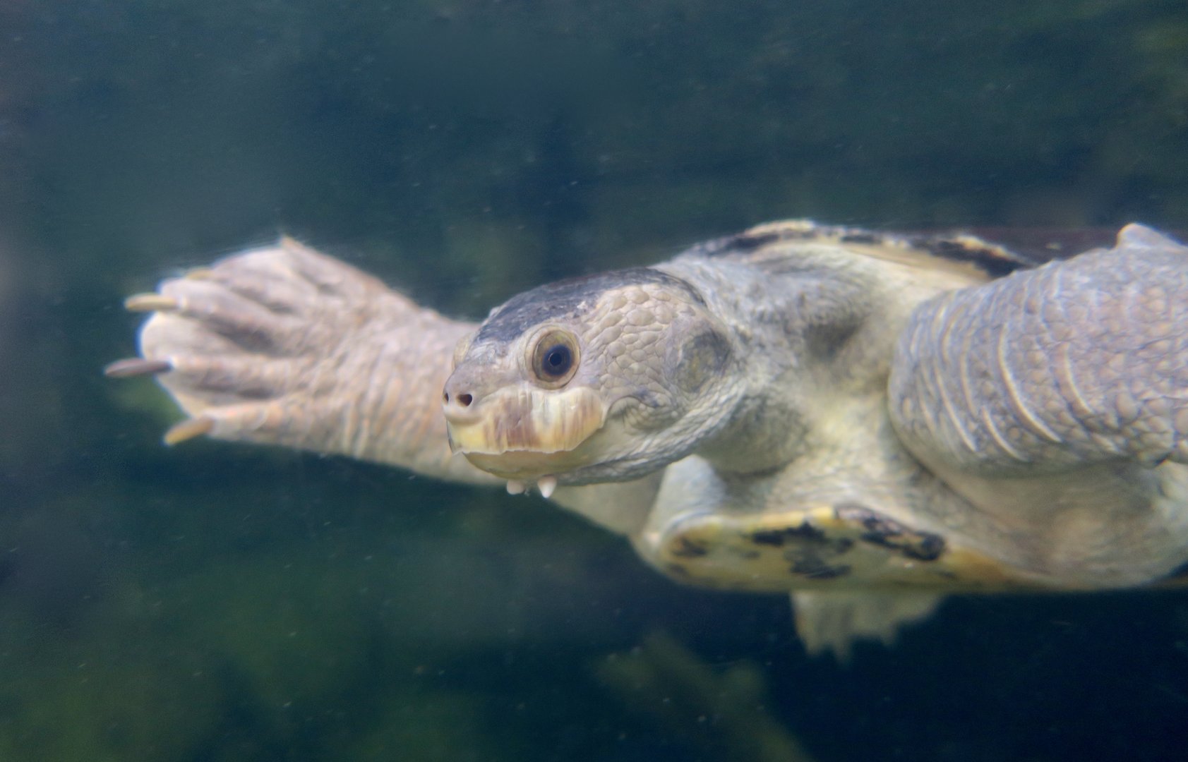 Mary River Turtle (Elusor macrurus)