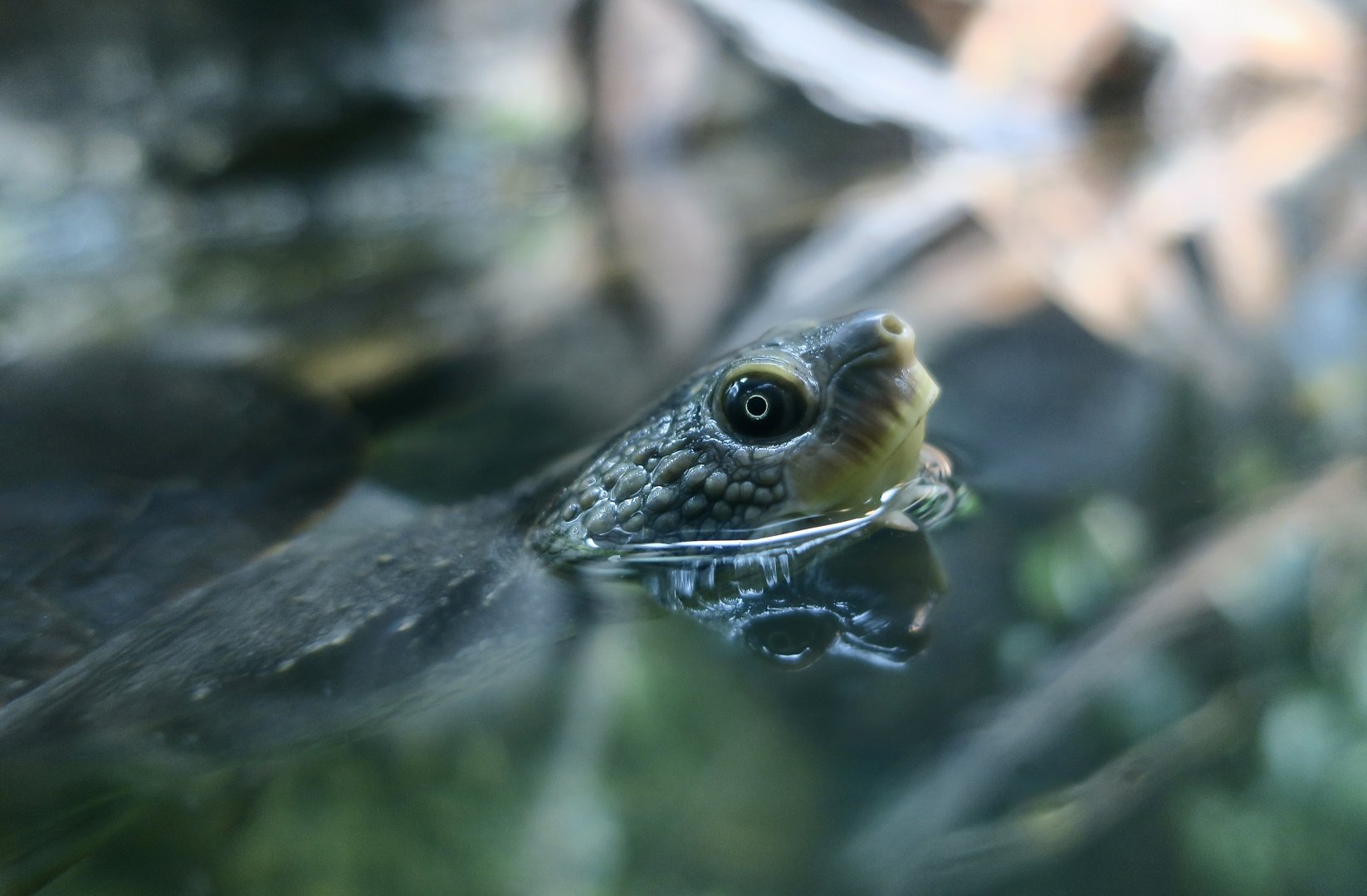 Mary River Turtle (Elusor macrurus)
