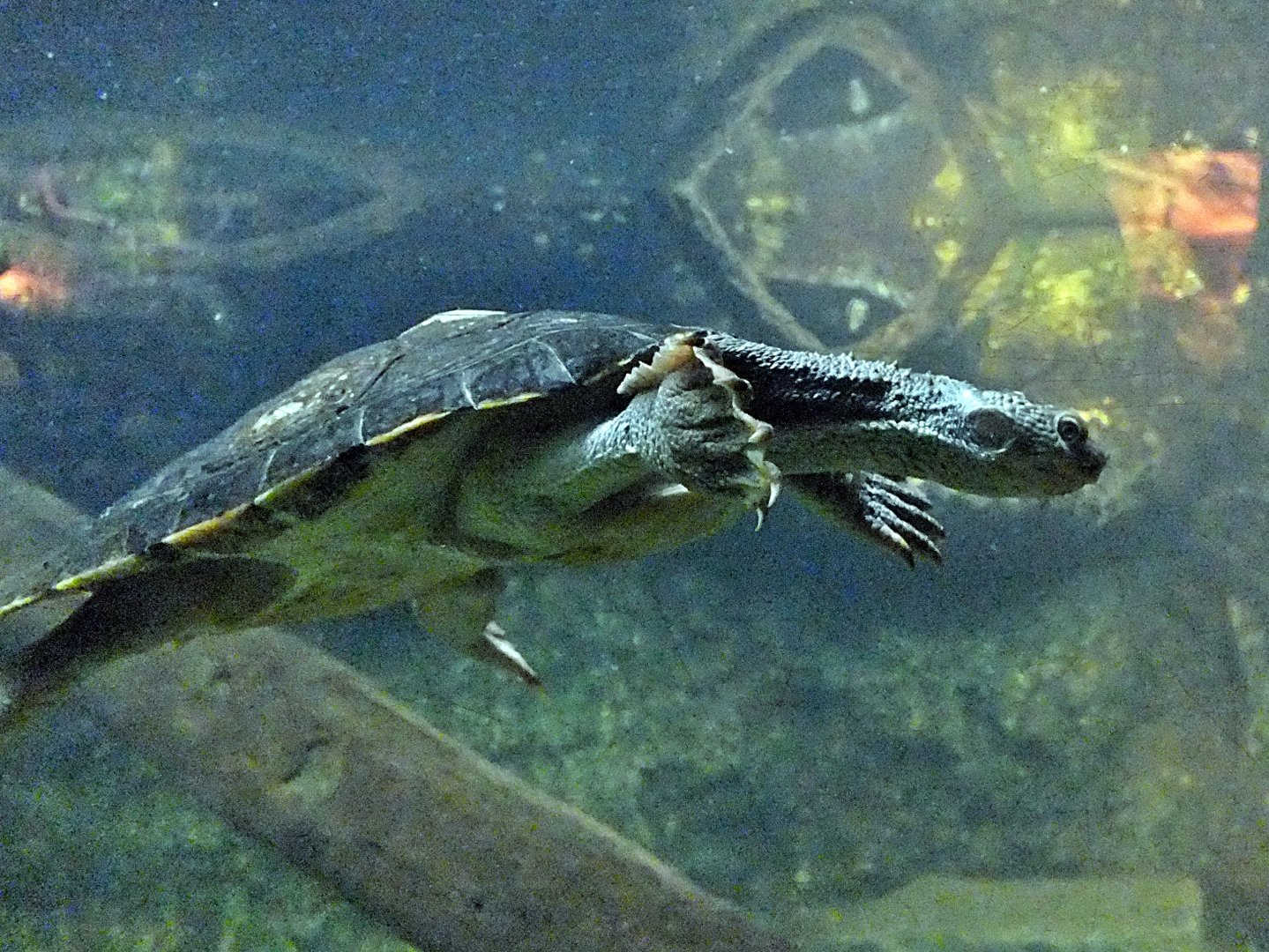 Mary River turtle