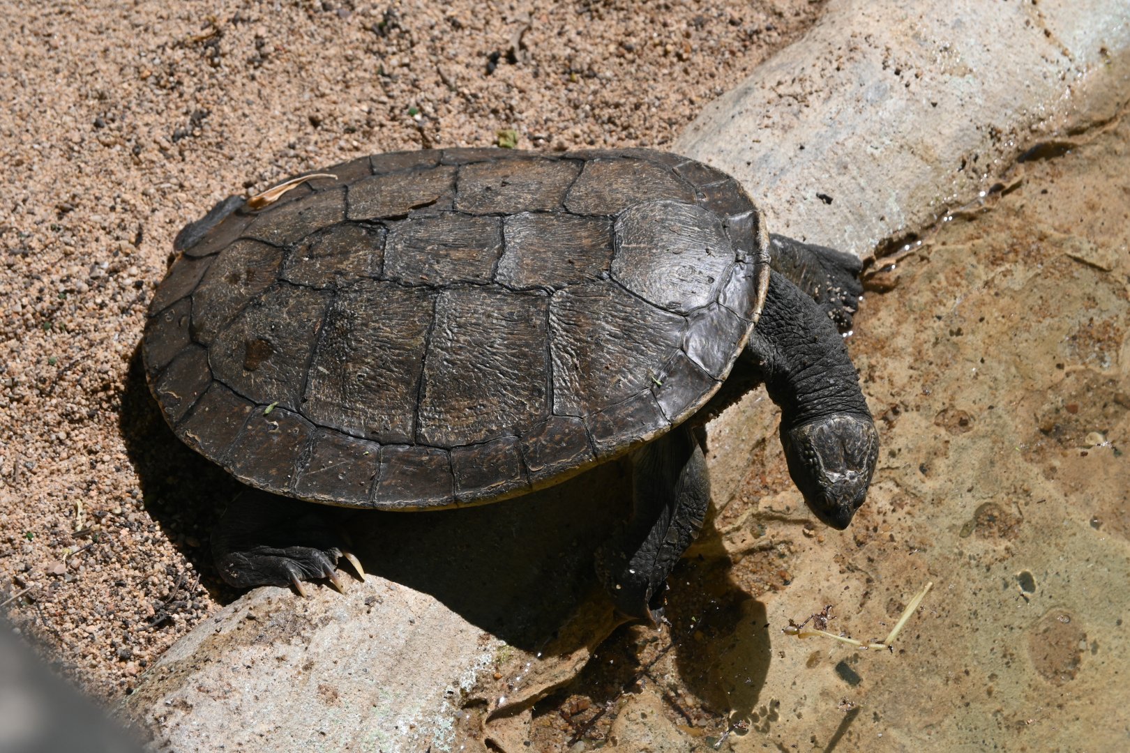 Mary River Turtle