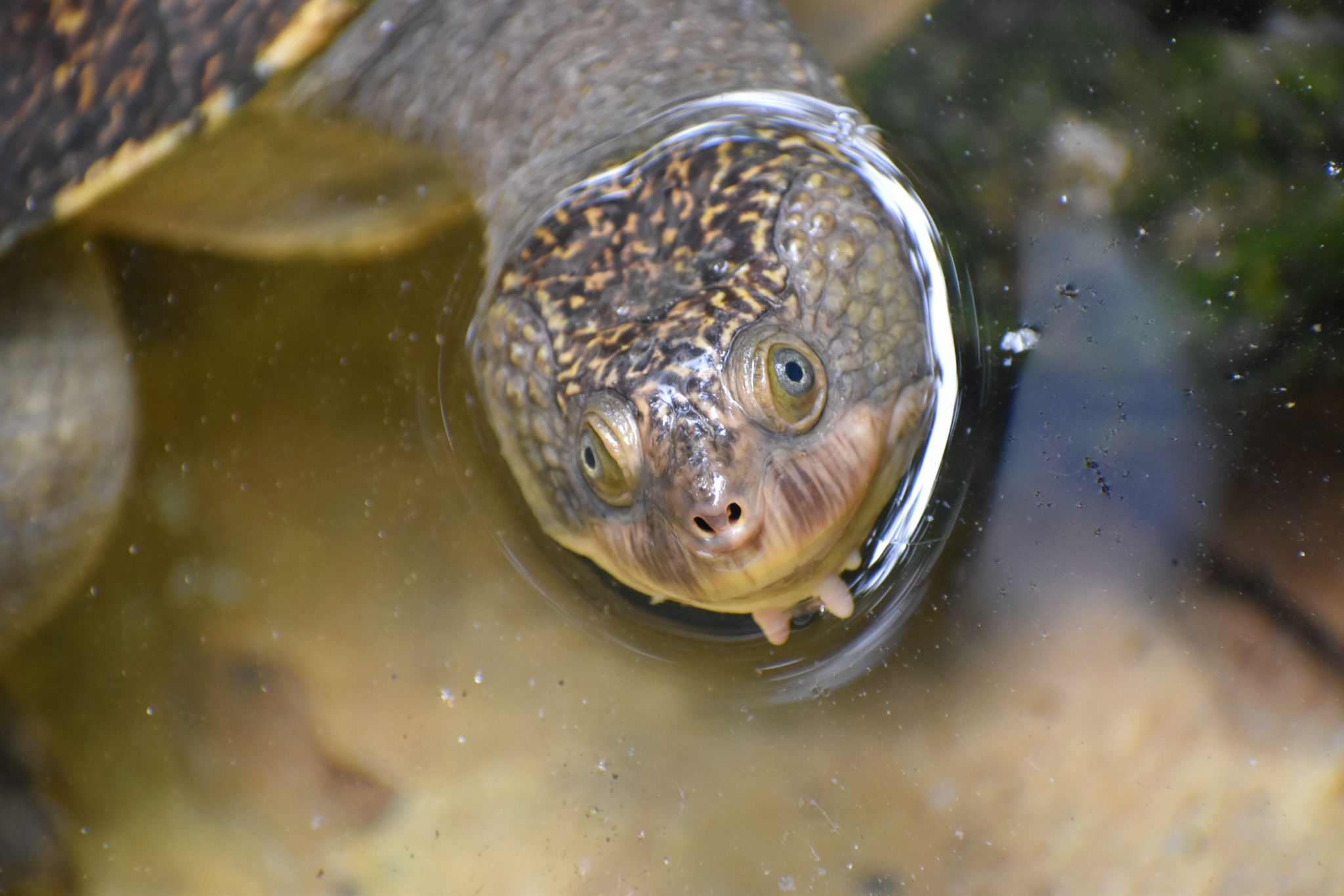 Mary River Turtle