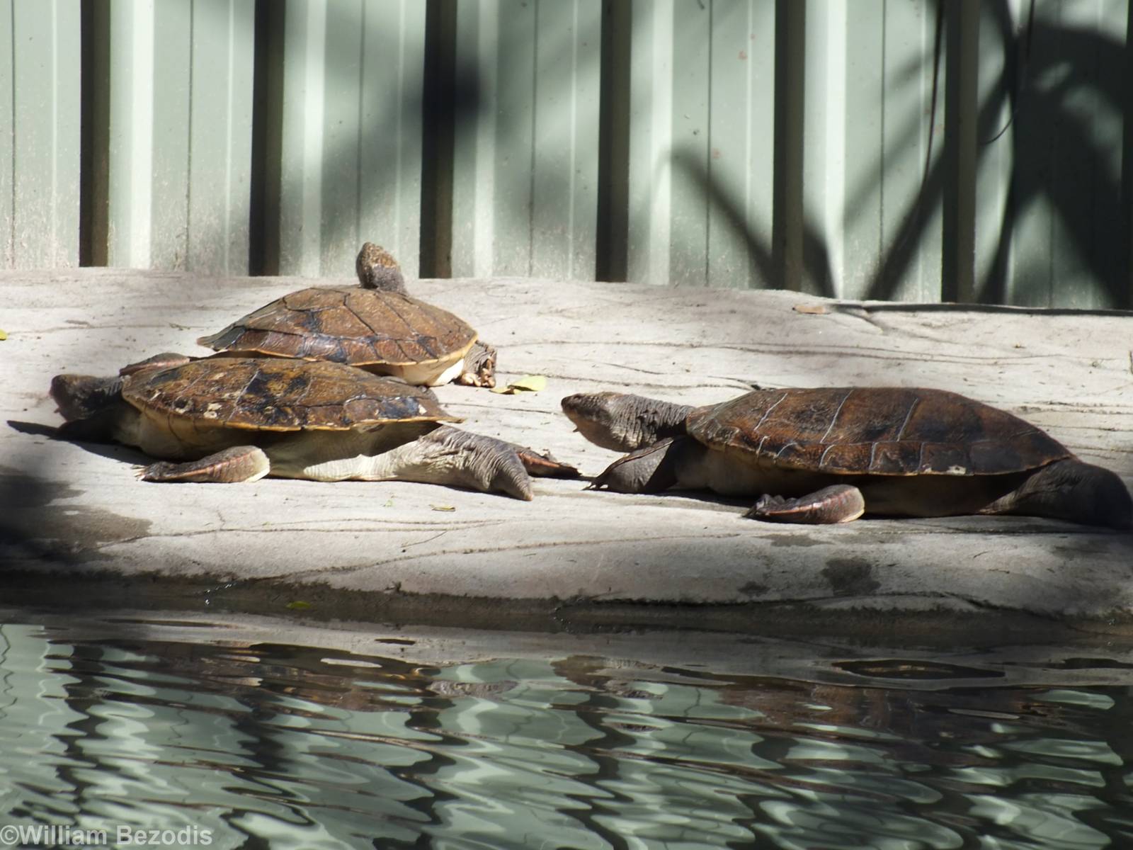 Mary River Turtles
