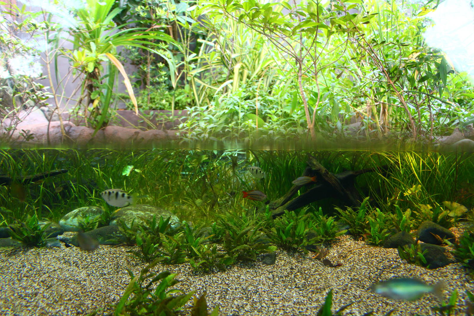 Mary River zone - Freshwater habitat