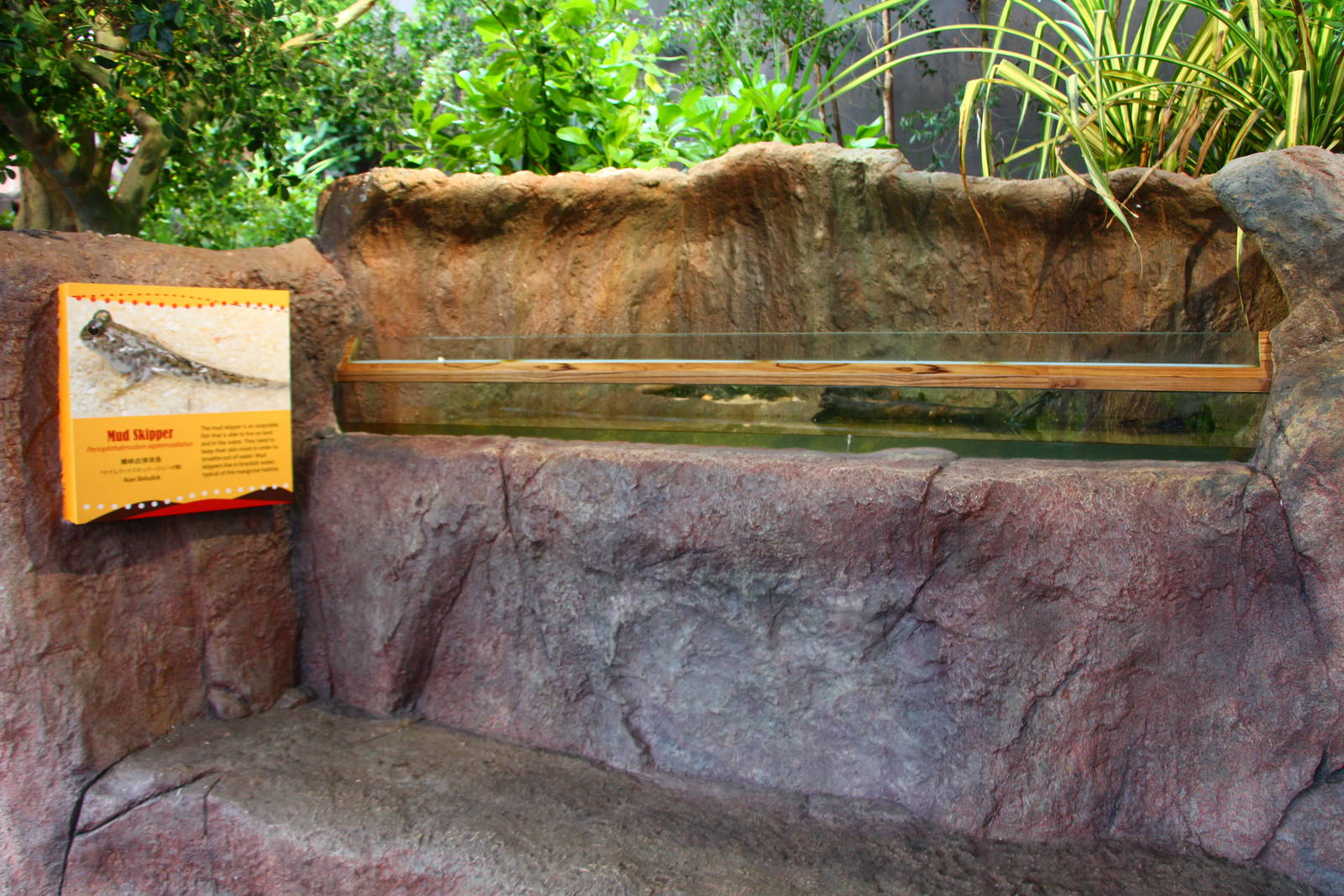 Mary River zone - Mudskipper habitat