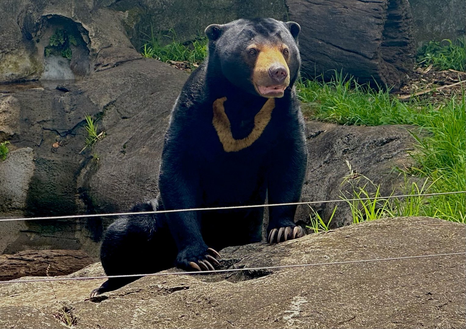 Mary (Sun Bear)