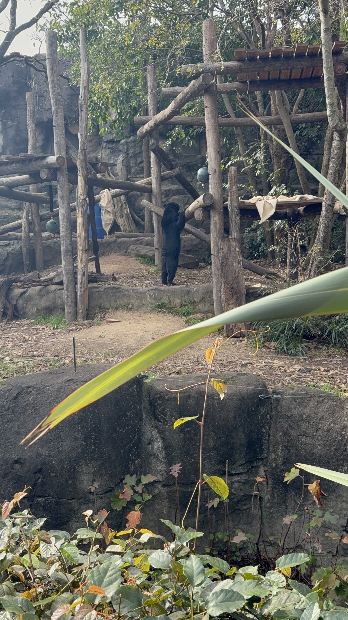 Mary the Sun Bear - July 2025