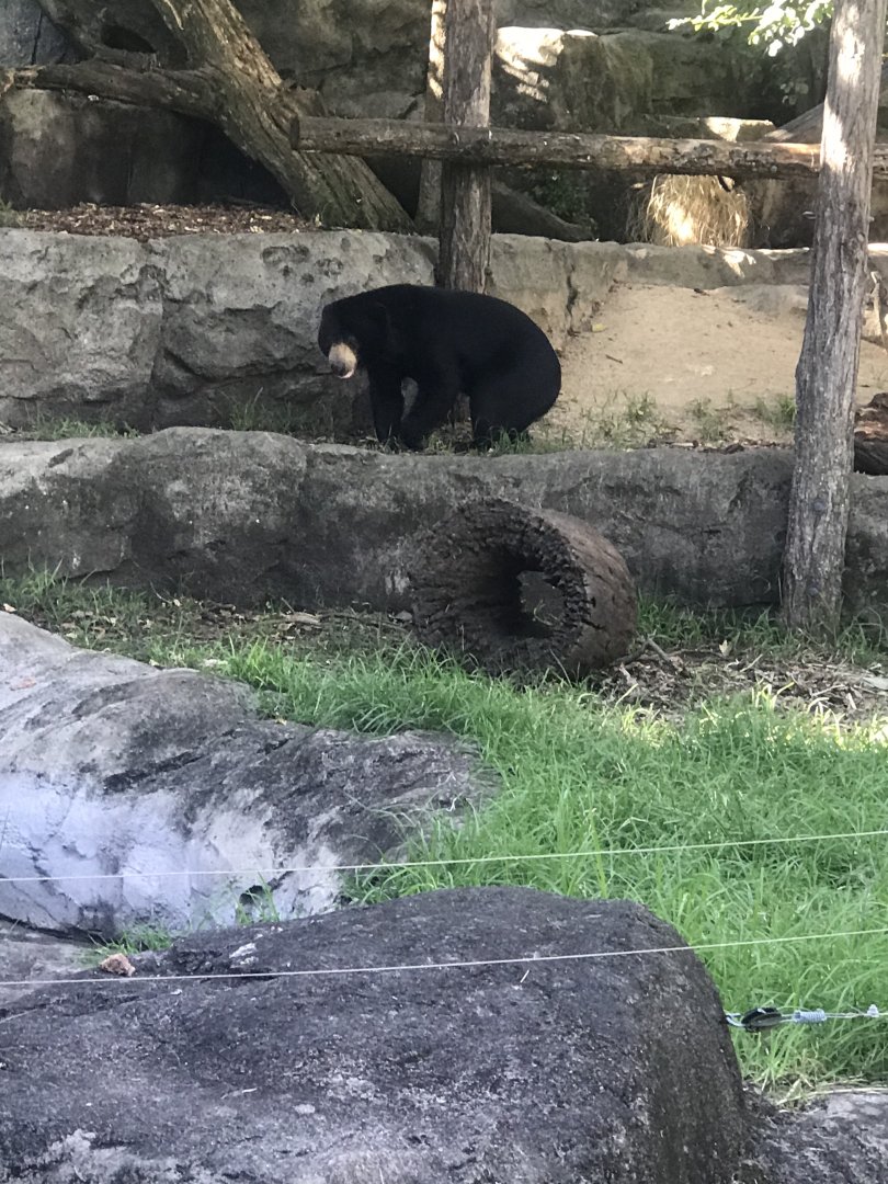 Mary the Sun Bear