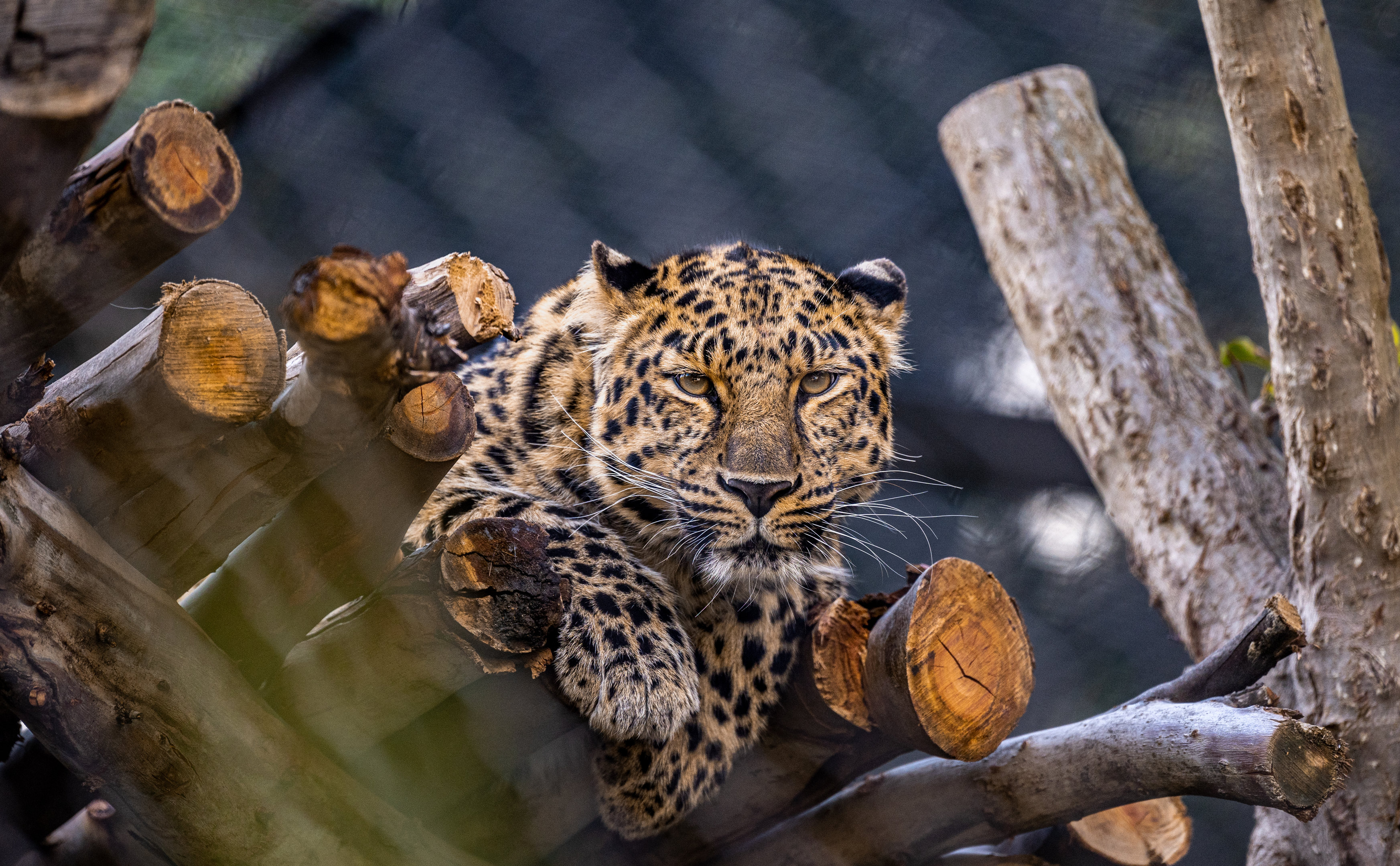 Maryanne the Amur Leopard