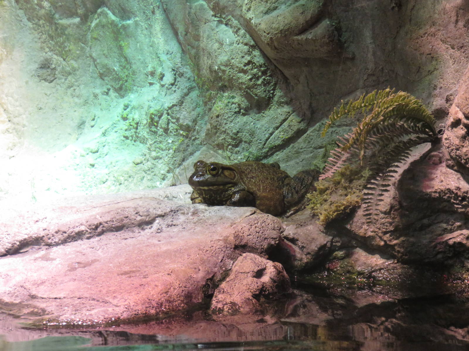 Maryland Experience - American Bullfrog