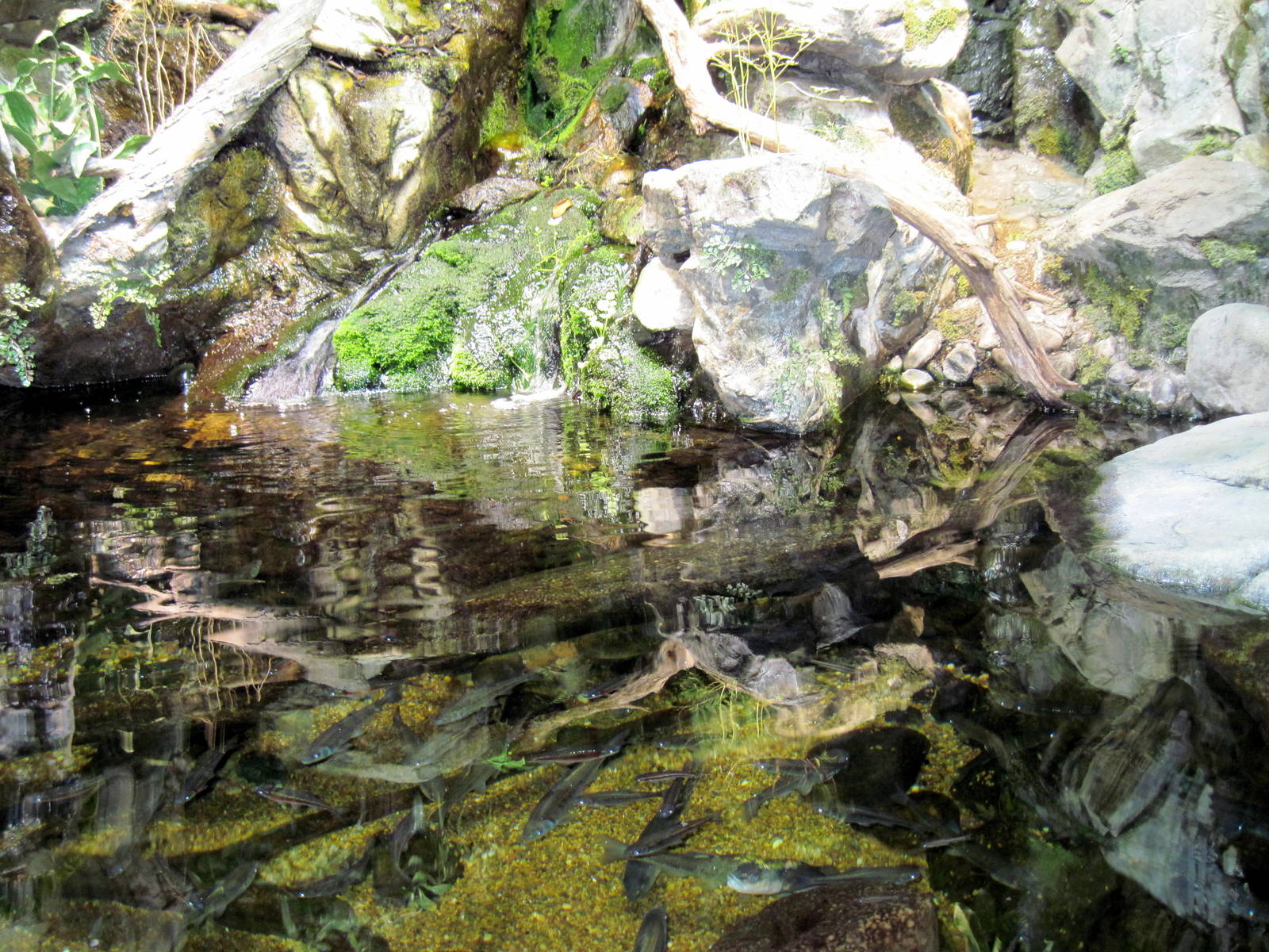 Maryland: Mountains to the Sea-Allegheny Stream