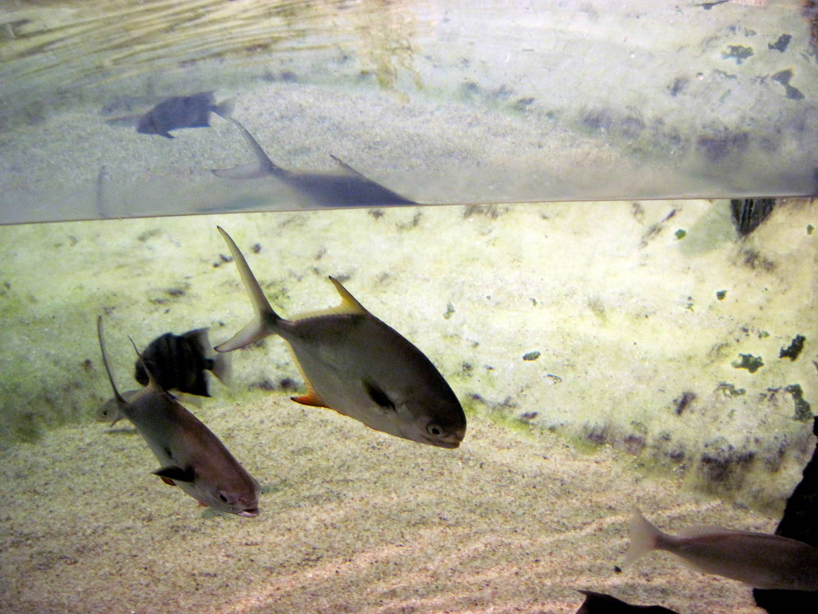 Maryland: Mountains to the Sea-Coastal Beach