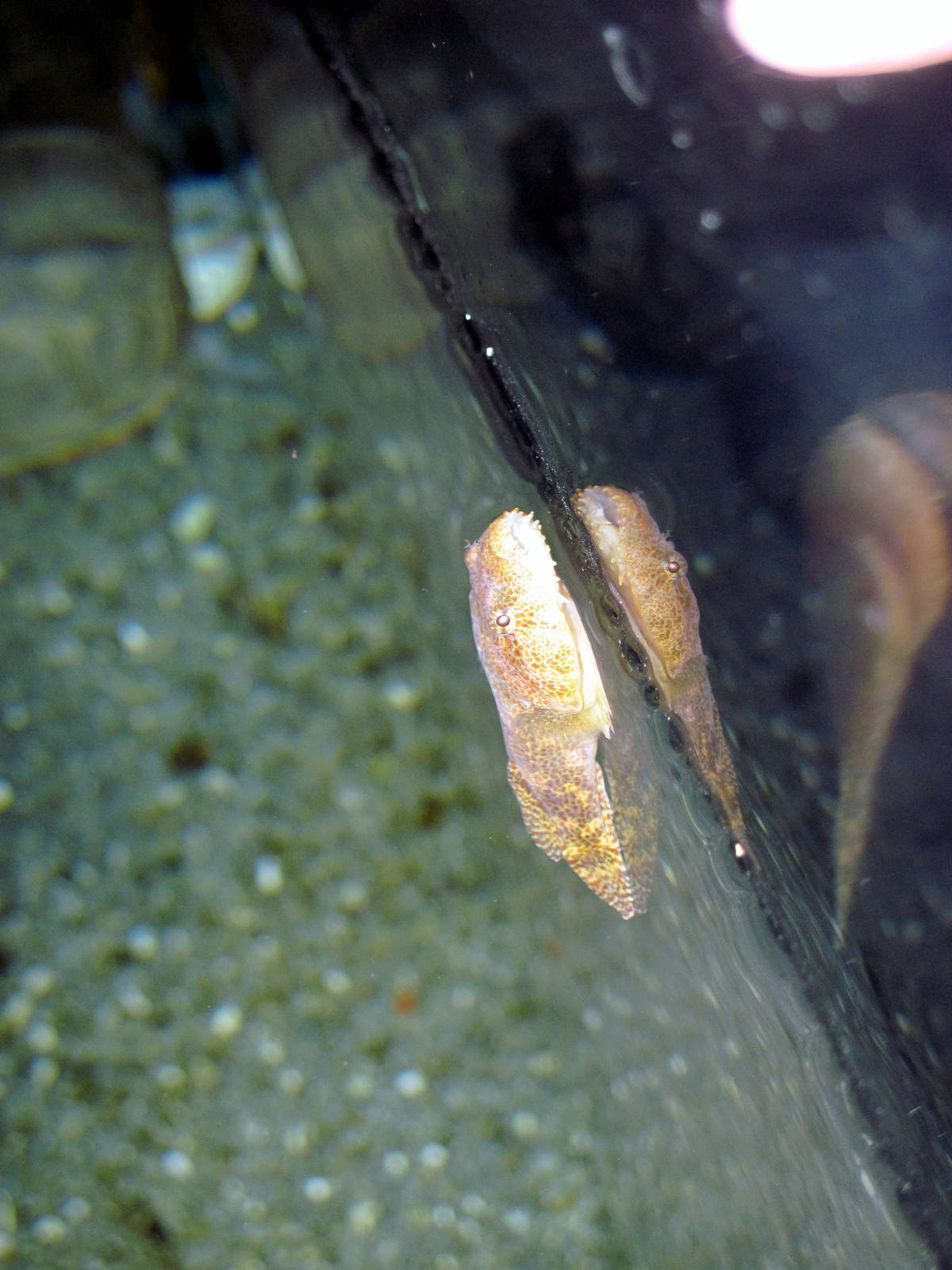 Maryland: Mountains to the Sea-Lumpsucker