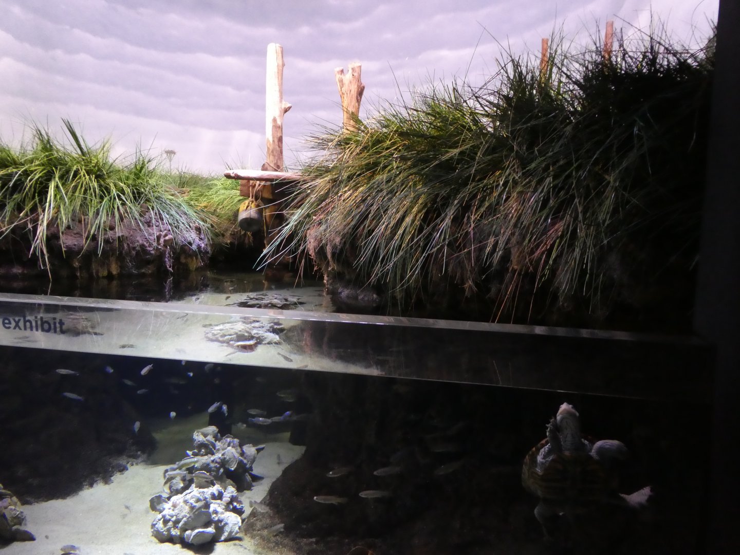 Maryland: Mountains to the Sea; Salt Marsh Exhibit
